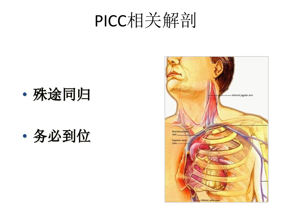 《picc相关解剖》教学课件_第1页