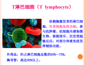 T淋巴细胞专题知识课件