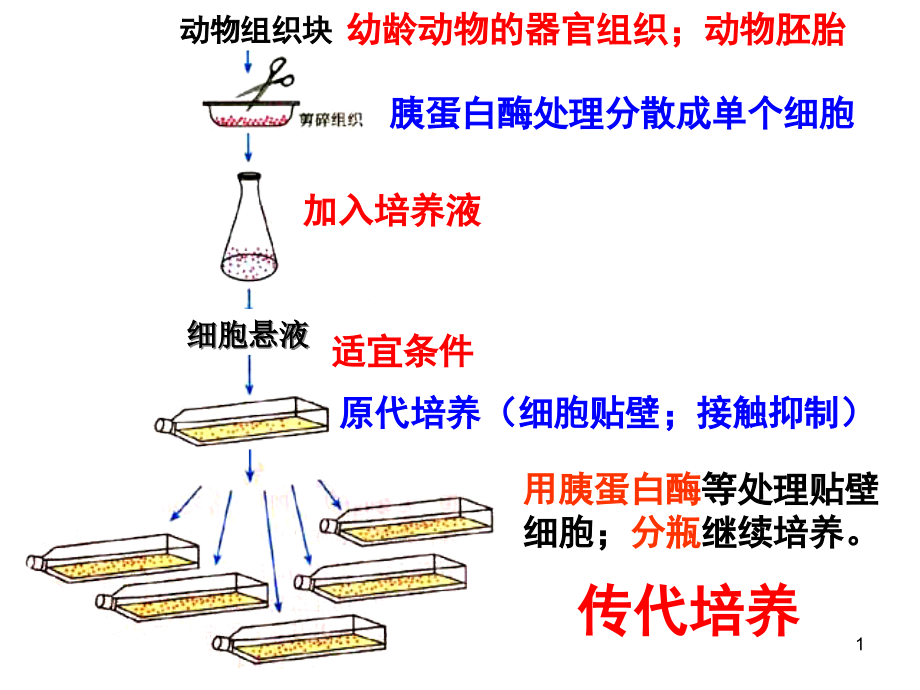 细胞融合单克隆抗体ppt课件_第1页