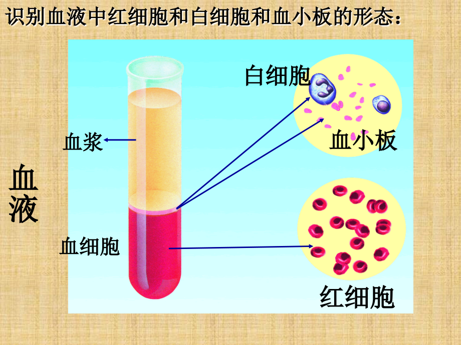 《人體內(nèi)的物質(zhì)運(yùn)輸和能量供給》章末復(fù)習(xí)參考課件_第1頁