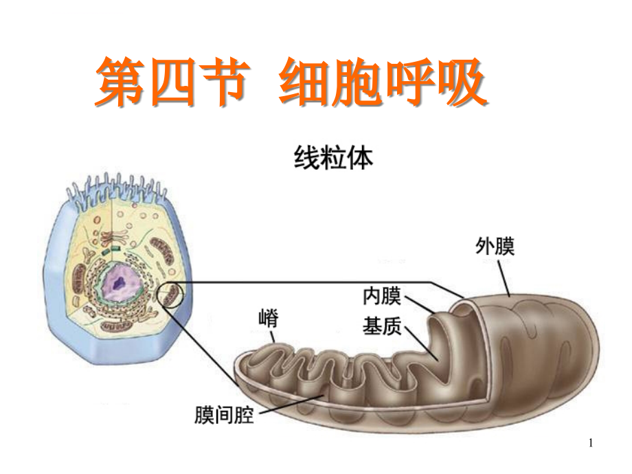 浙教版高中生物-细胞呼吸ppt课件_第1页