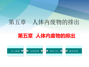 人教版初一生物下冊《第五章人體內(nèi)廢物的排出》ppt課件