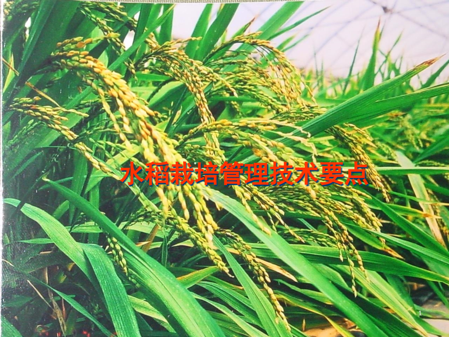 水稻栽培管理技术ppt课件_第1页
