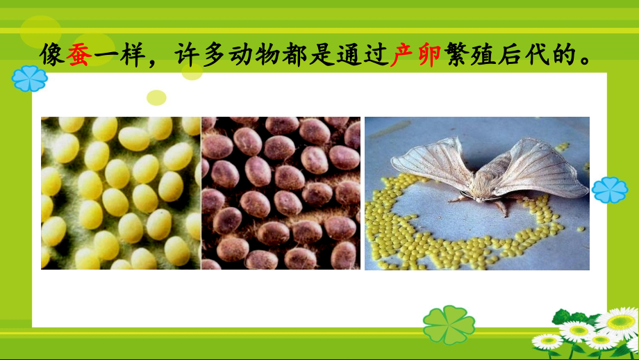 教科版三年級(jí)下冊(cè)科學(xué)：《認(rèn)識(shí)其他動(dòng)物的卵》教學(xué)課件_第1頁(yè)