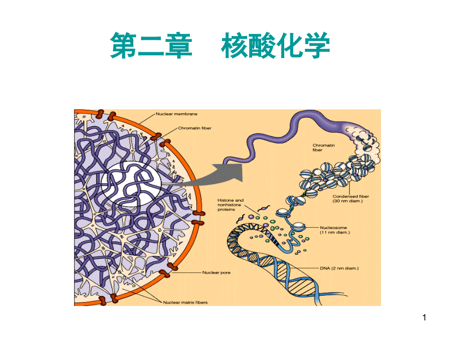 医学核酸化学课件_第1页