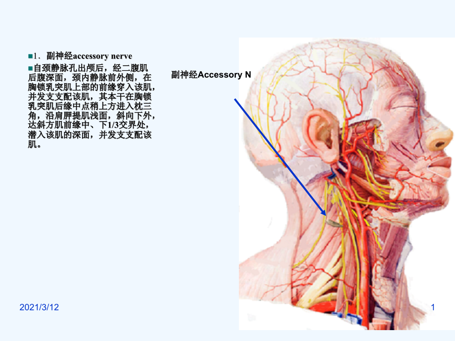 单元胸锁乳突肌课件_第1页