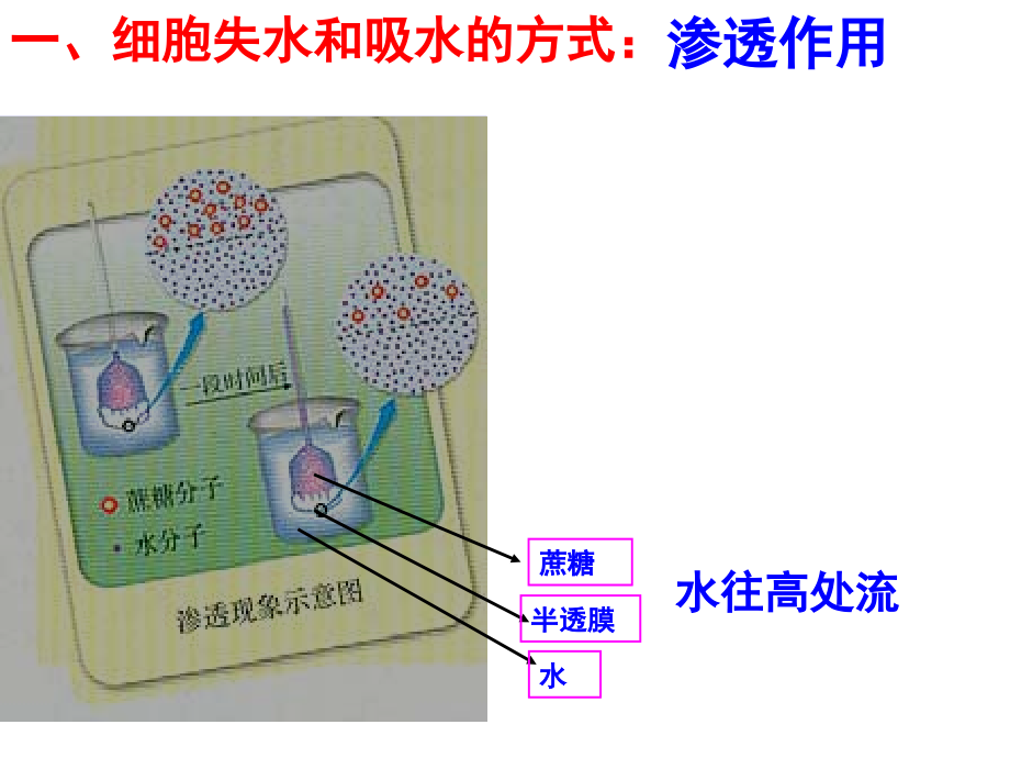 必修一第节物质跨膜运输的实例和方式课件_第1页