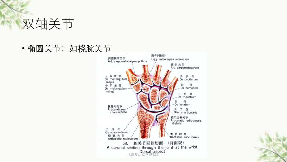 《康復(fù)運(yùn)動(dòng)學(xué)基礎(chǔ)》ppt課件_第1頁(yè)