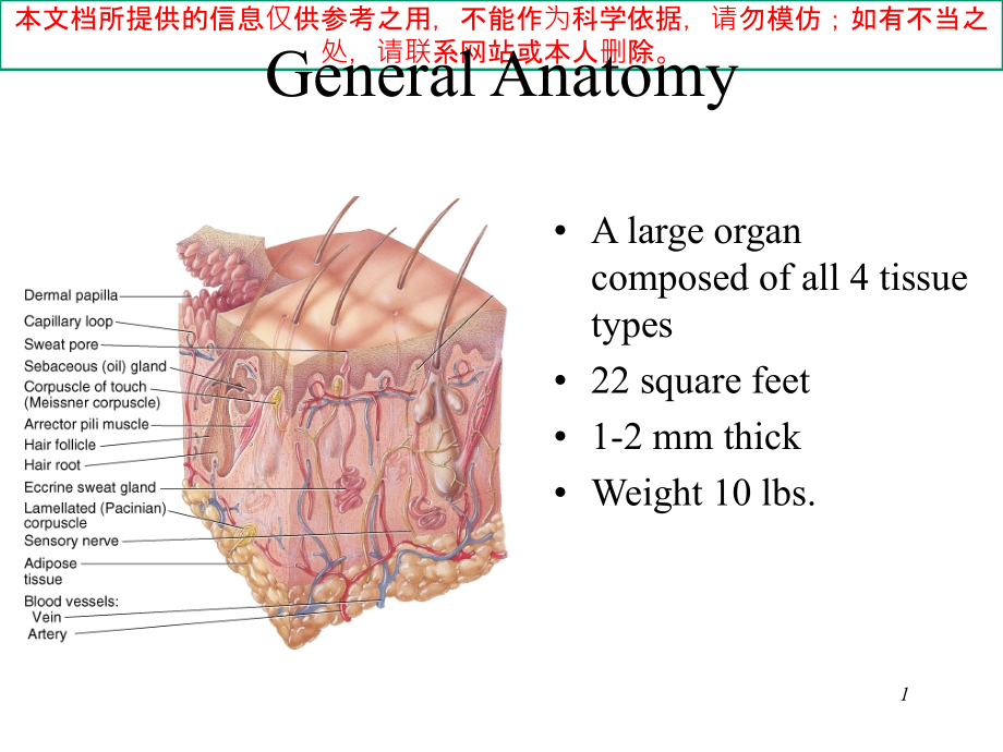 The-Integumentary-System医疗培训ppt课件_第1页