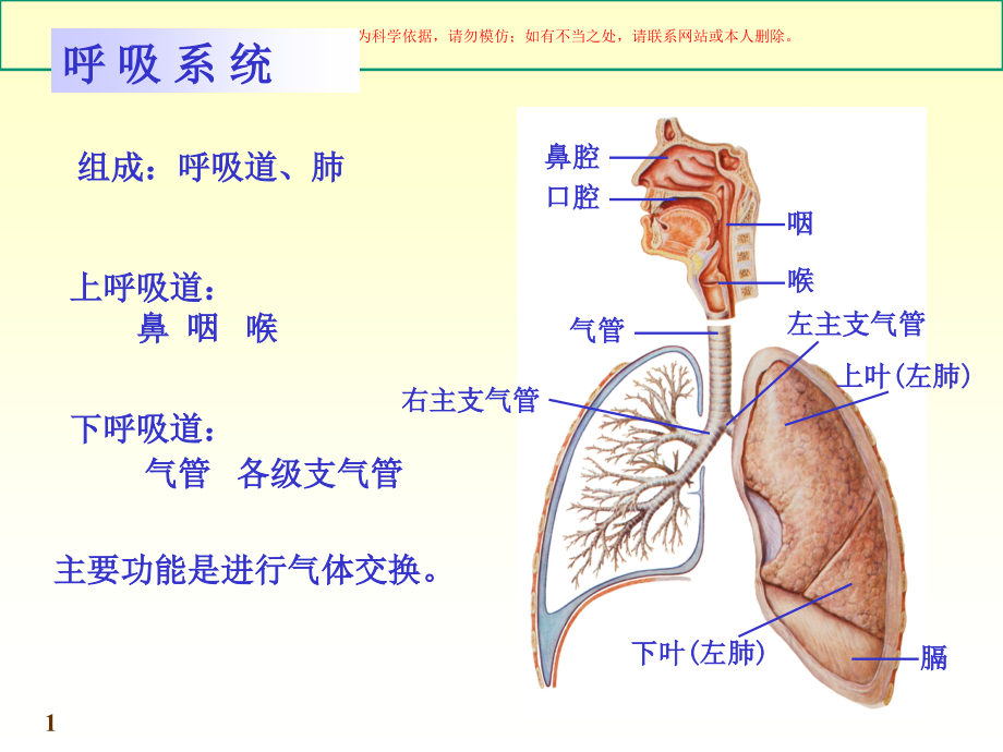 呼吸系统教案培训ppt课件_第1页