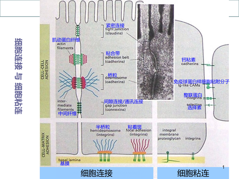 医学细胞生物学细胞连接和细胞黏附培训ppt课件_第1页