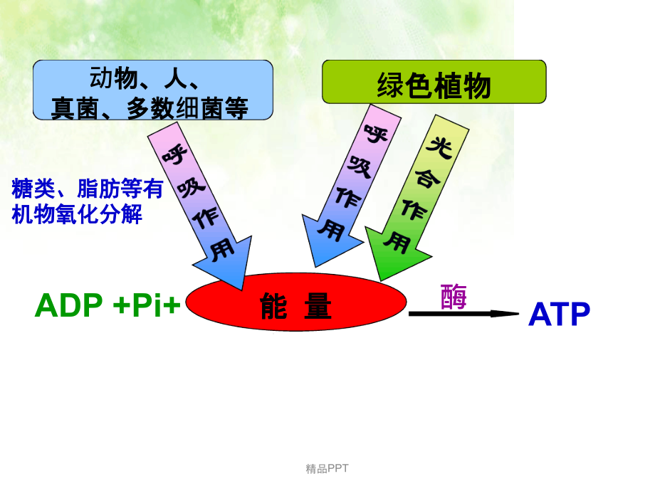 人教版高中生物必修1第5章第3节ATP的主要来源细胞呼吸ppt课件_第1页