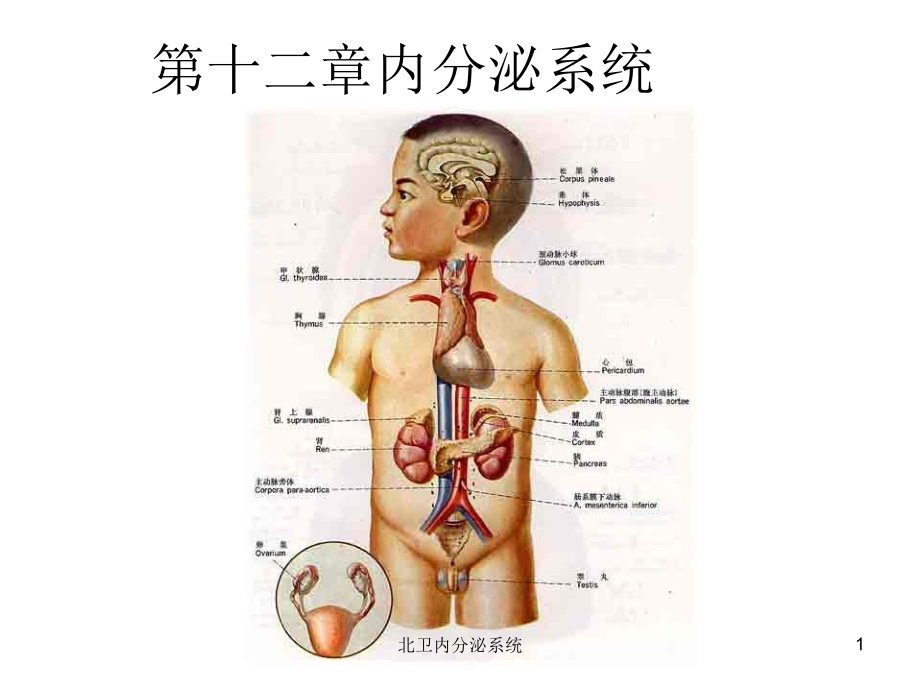 北卫内分泌系统课件_第1页