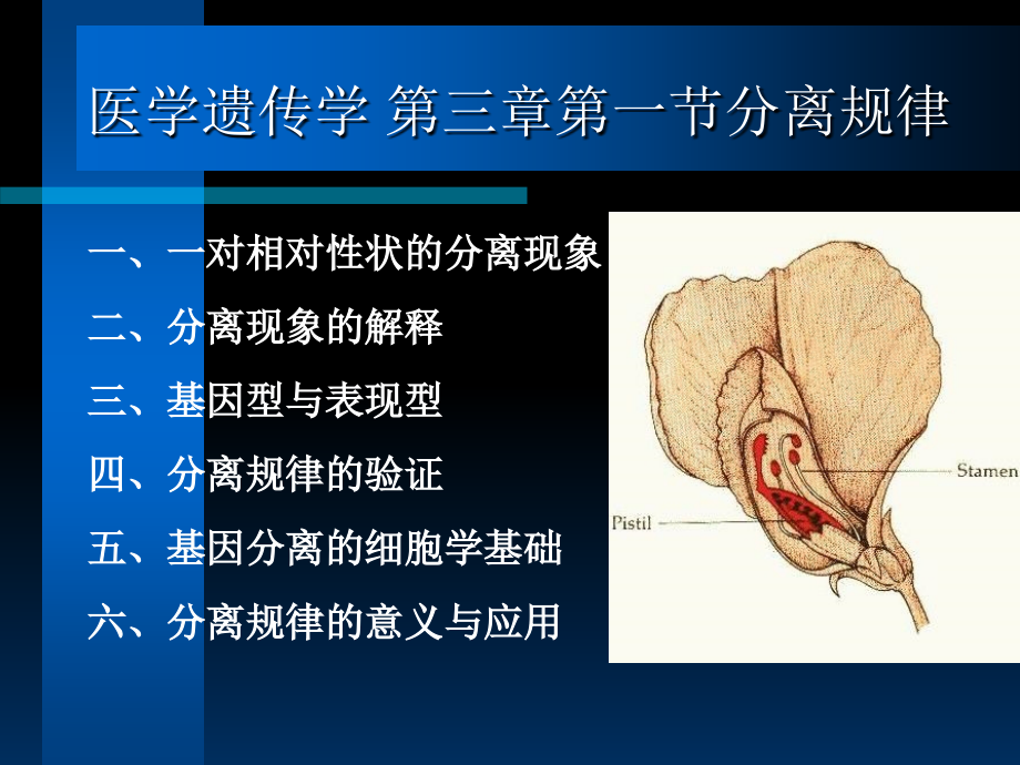 医学遗传学-第三章第一节分离规律-课件_第1页