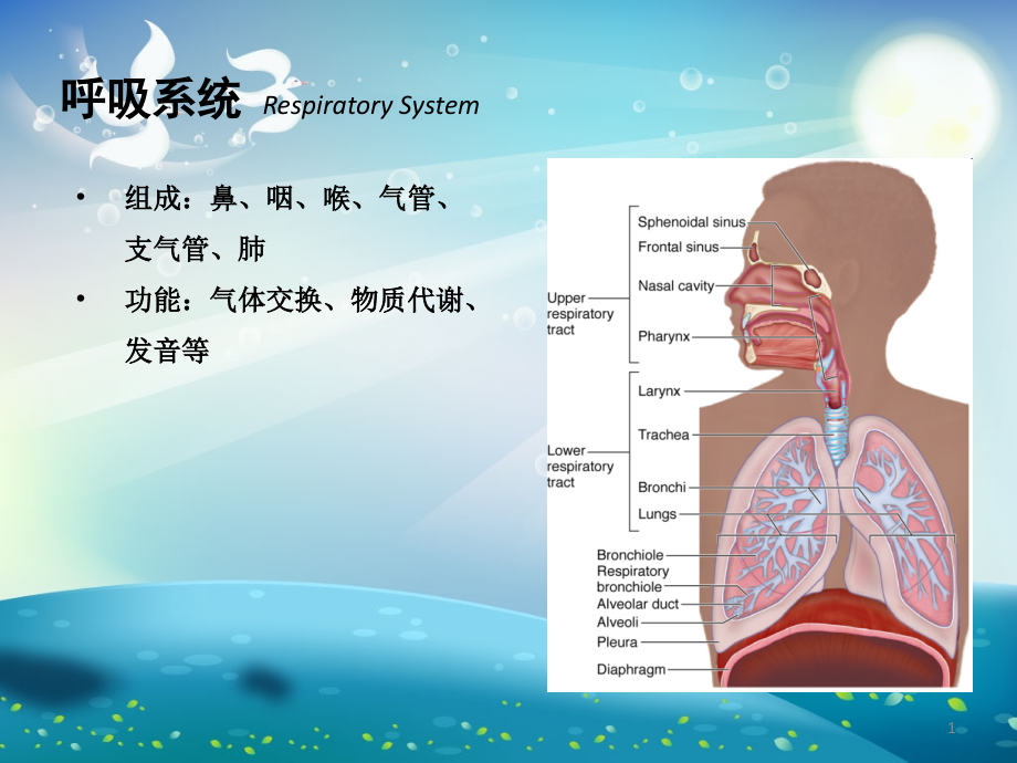 气道解剖与呼吸音听诊ppt课件_第1页