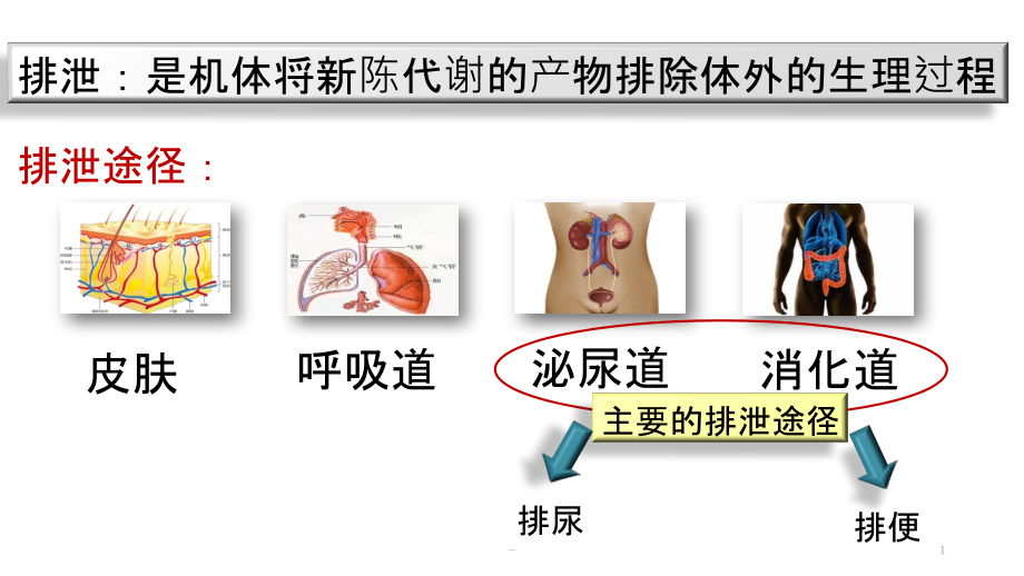 排便护理课件_第1页