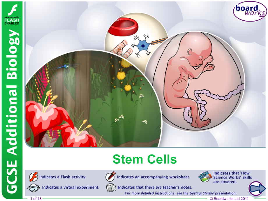 Stem-Cells--Thomas-A-Stewart-Secondary-School：干细胞托马斯斯图尔特中学课件_第1页