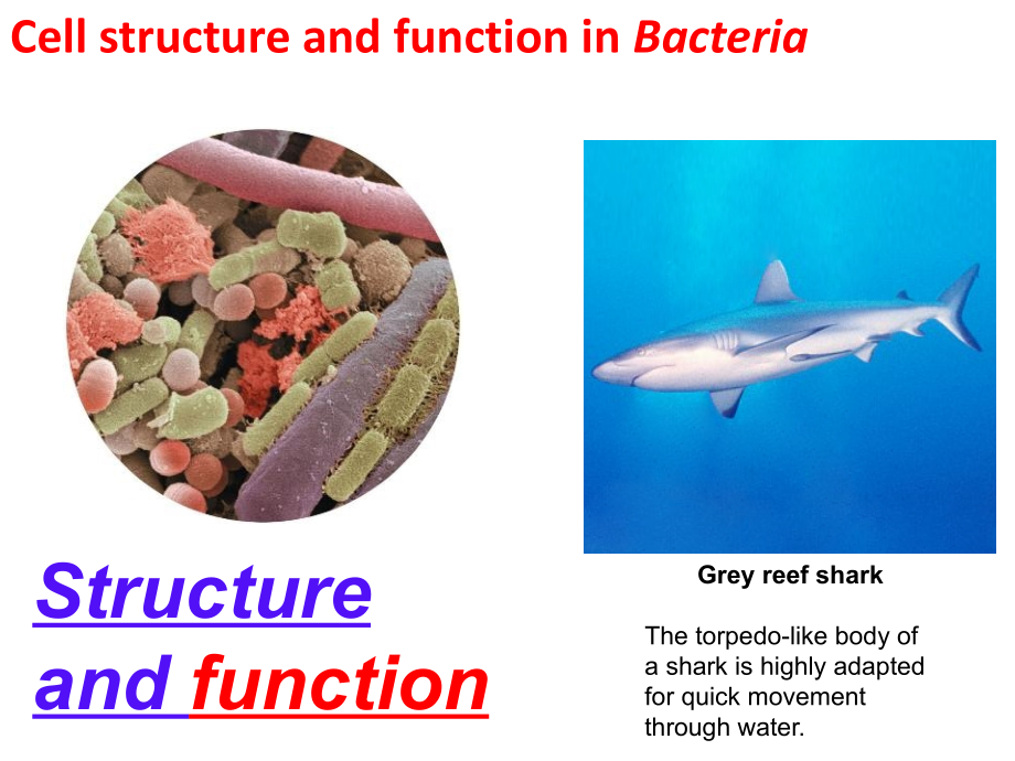 微生物及实验(双语)Lecture-2-(cell-structure-and-fuctions)课件_第1页