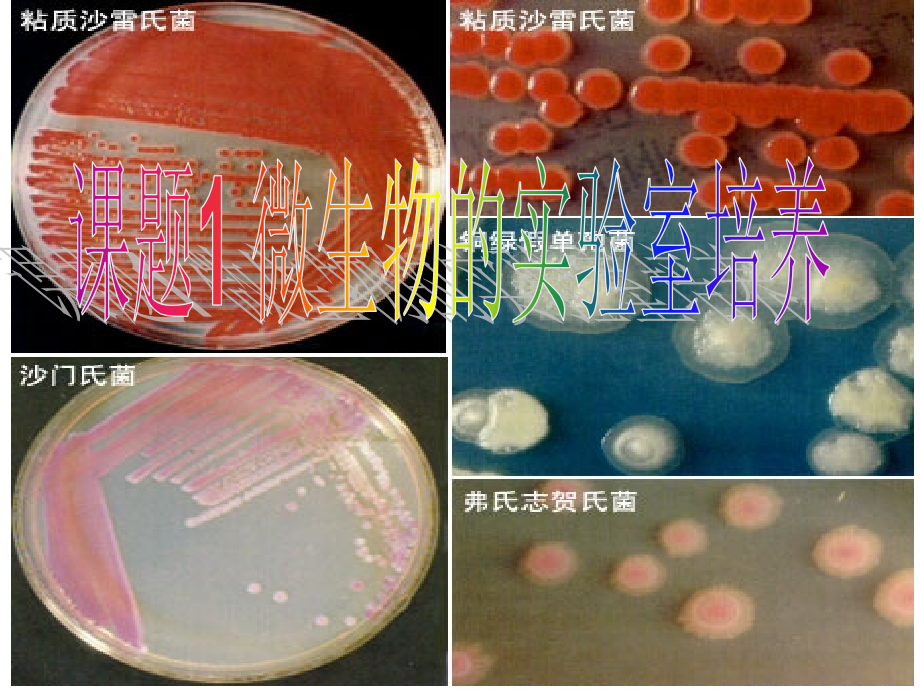 微生物的实验室培养1-课件_第1页