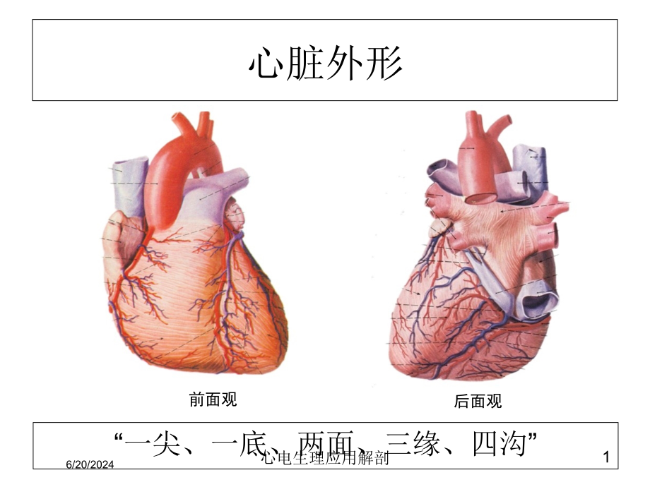 心电生理应用解剖课件_第1页