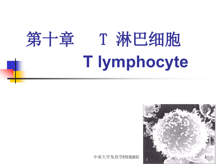 免疫学t细胞6版ppt课件_第1页