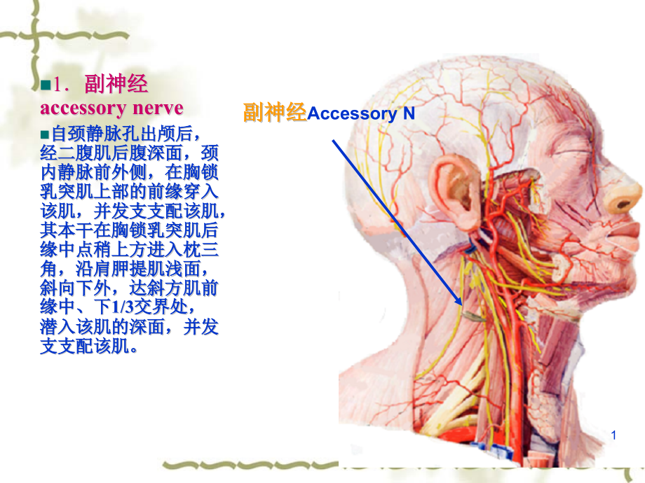 单元胸锁乳突肌课件_第1页