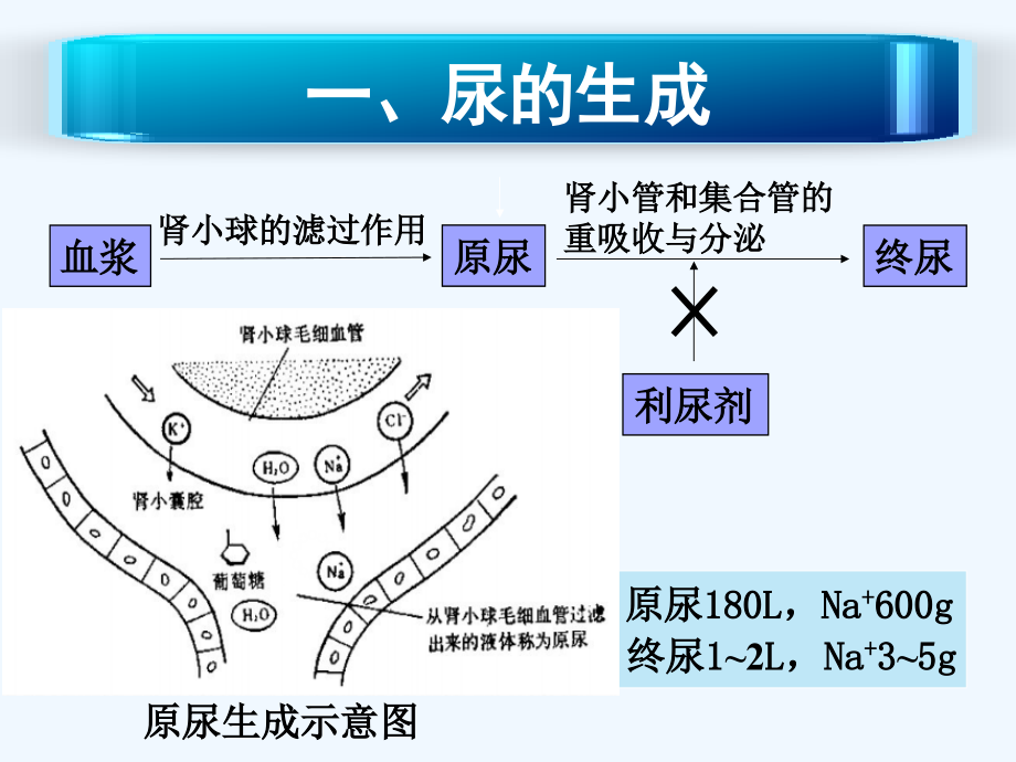 利尿剂的临床应用课件_第1页