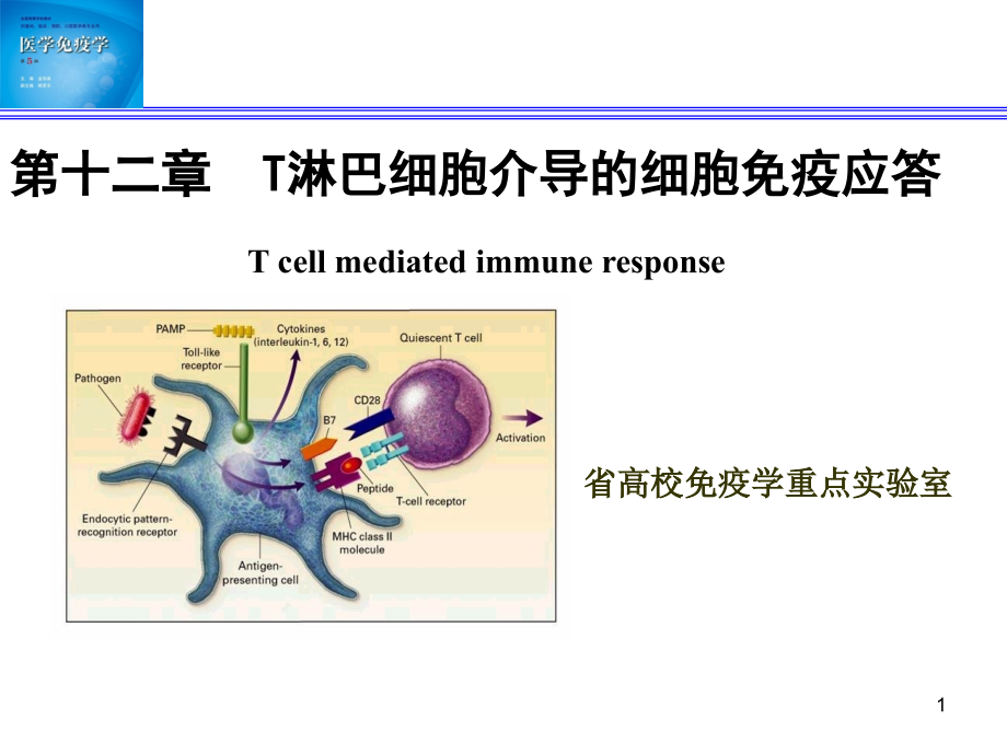 医学ppt课件免疫学T细胞应答_第1页