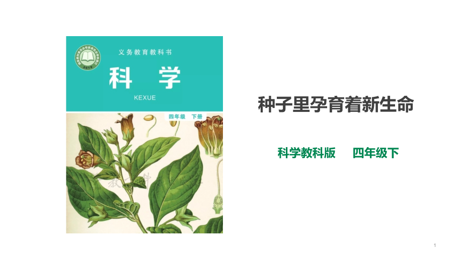 教科版科學(xué)四年級(jí)下冊-11《種子里孕育著新生命》課件_第1頁