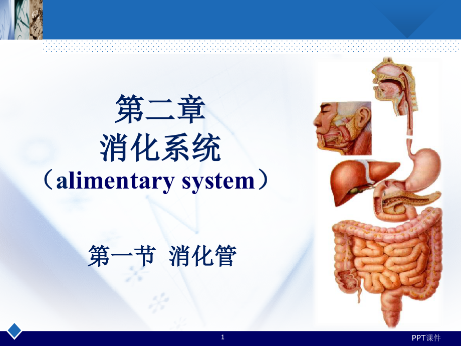 人体解剖消化系统-胃--课件_第1页