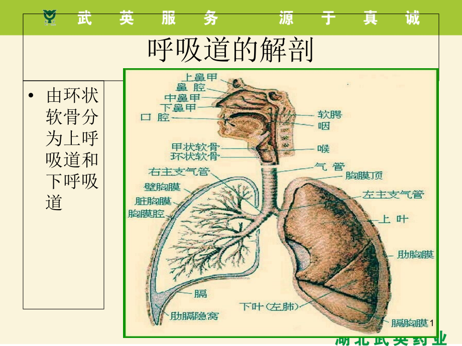 呼吸系统疾病及用药课件_第1页