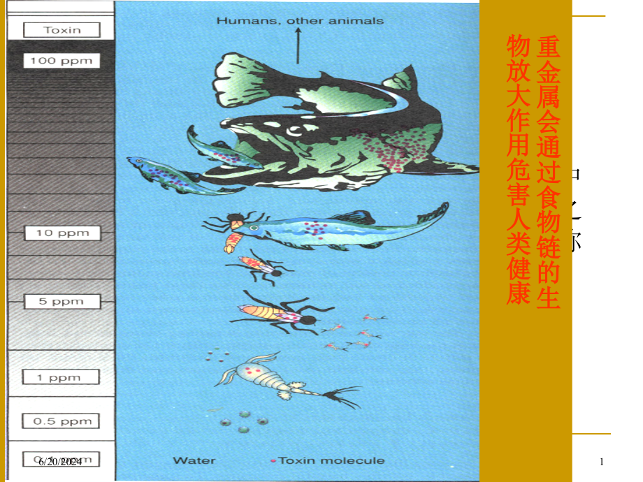 微生物吸附剂教学课件_第1页