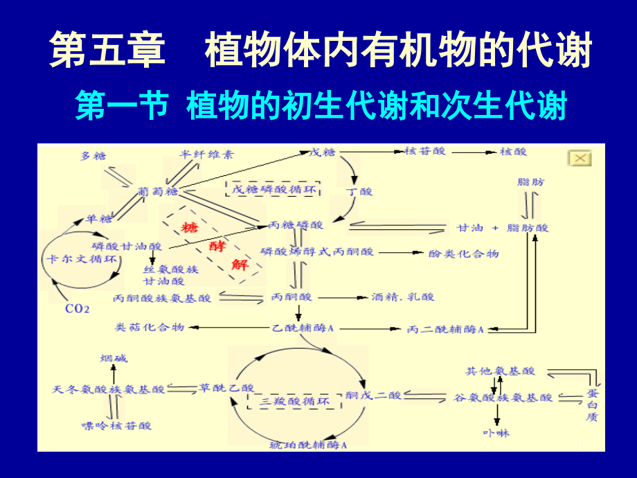 植物生理学第5章 植物体内有机物的代谢课件_第1页