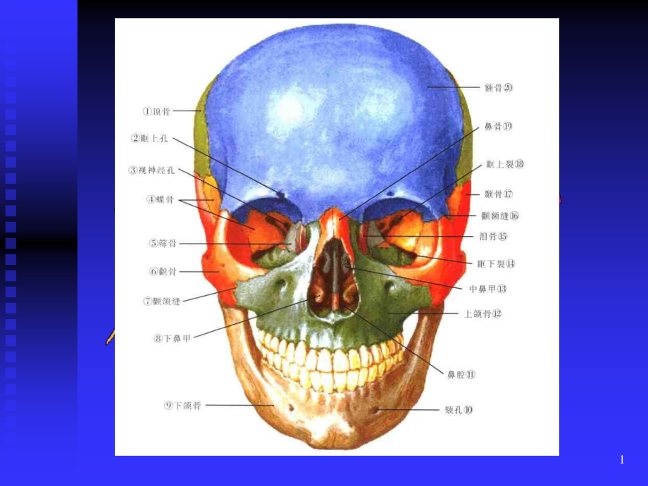 口腔颌骨解剖教材课件_第1页