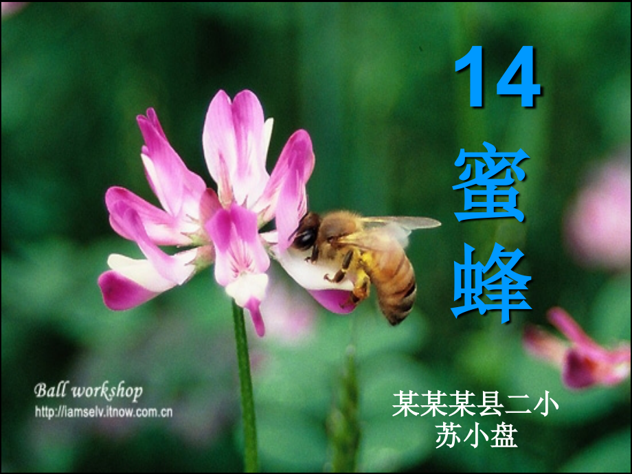 14《蜜蜂》课件3 (3)课件_第1页