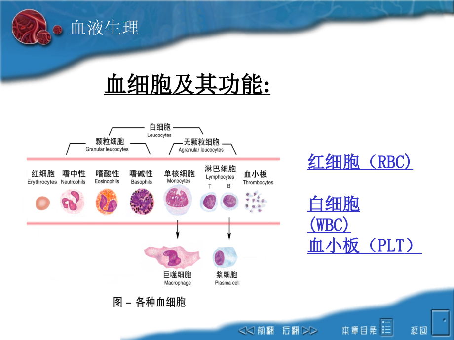 医学ppt课件血液血细胞专业知识_第1页