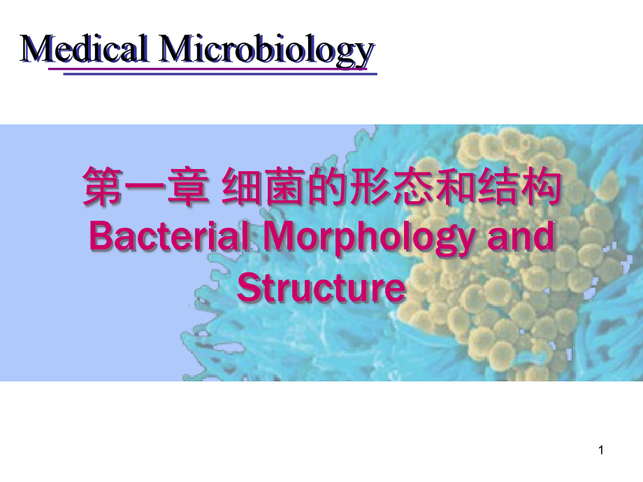 掌握细菌肽聚糖的组成课件_第1页