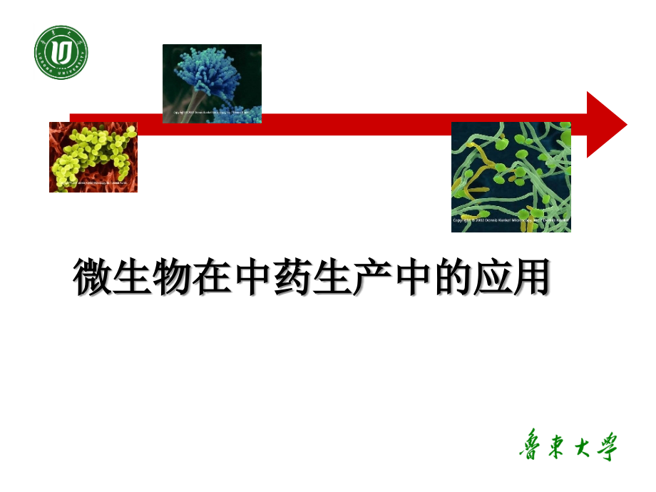 微生物在中药生产中的应用-课件_第1页