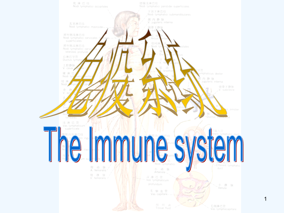 人体解剖学免疫系统课件_第1页