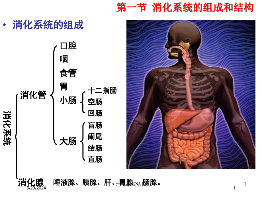 消化系统结构培训ppt课件_第1页