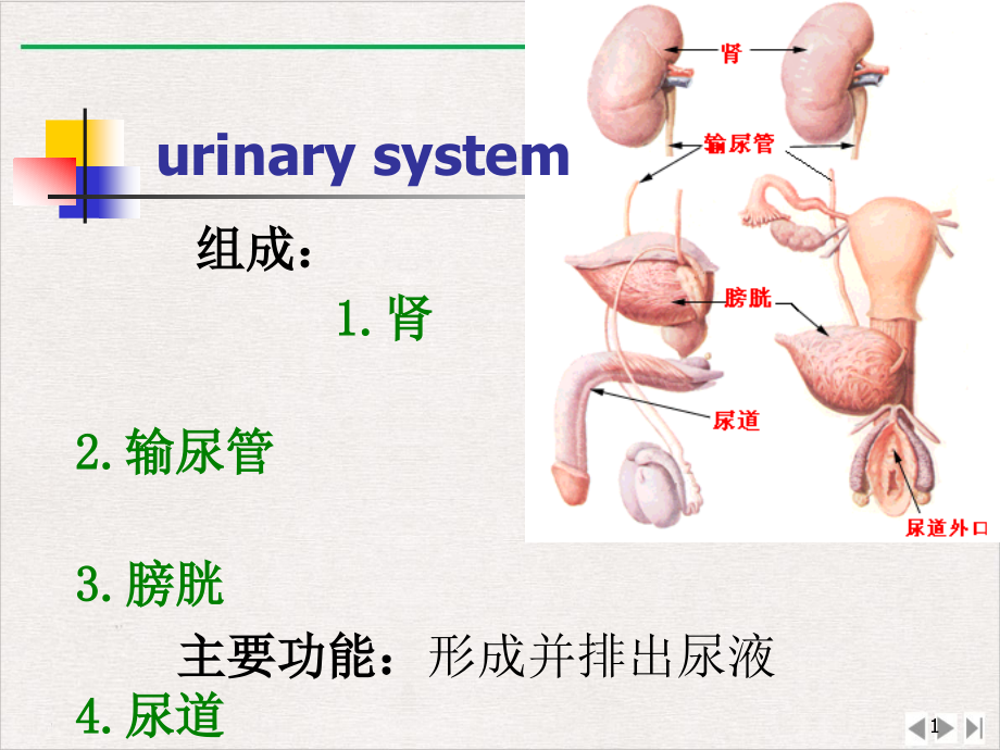 泌尿系统疾病讲述完整版课件_第1页