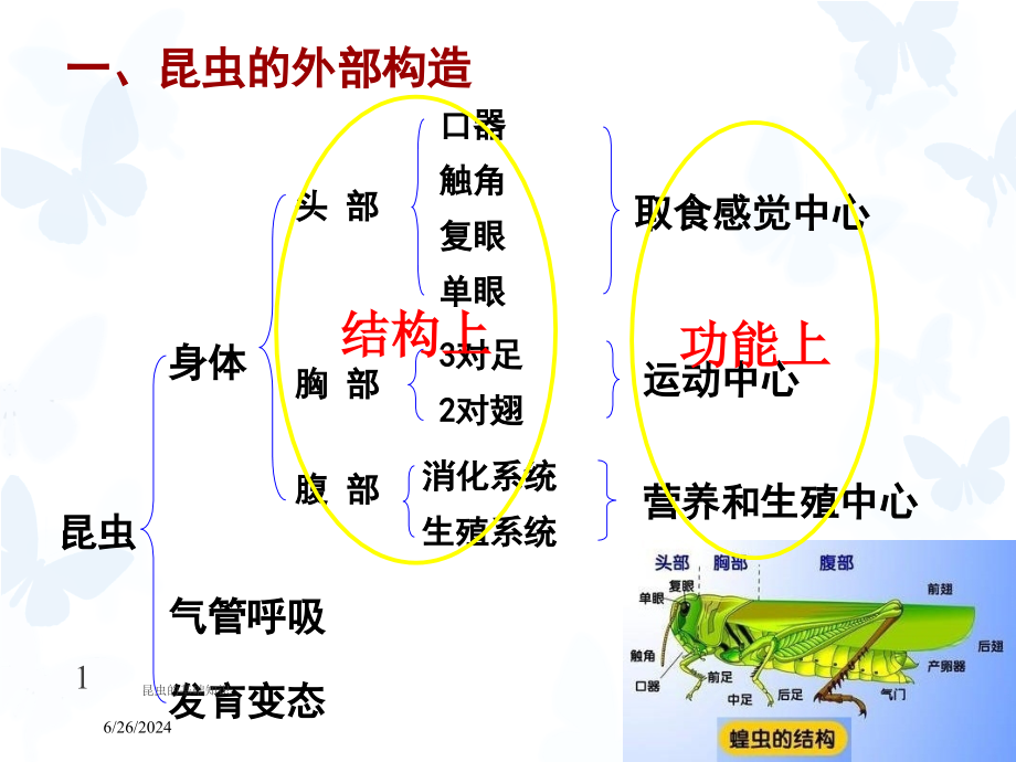 昆虫的基础知识培训课件_第1页