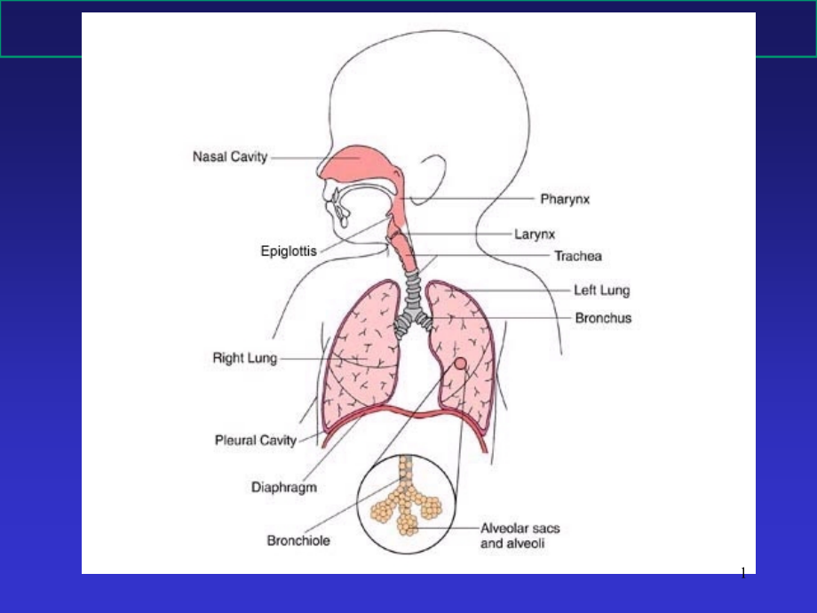 小儿呼吸系统疾病培训ppt课件_第1页