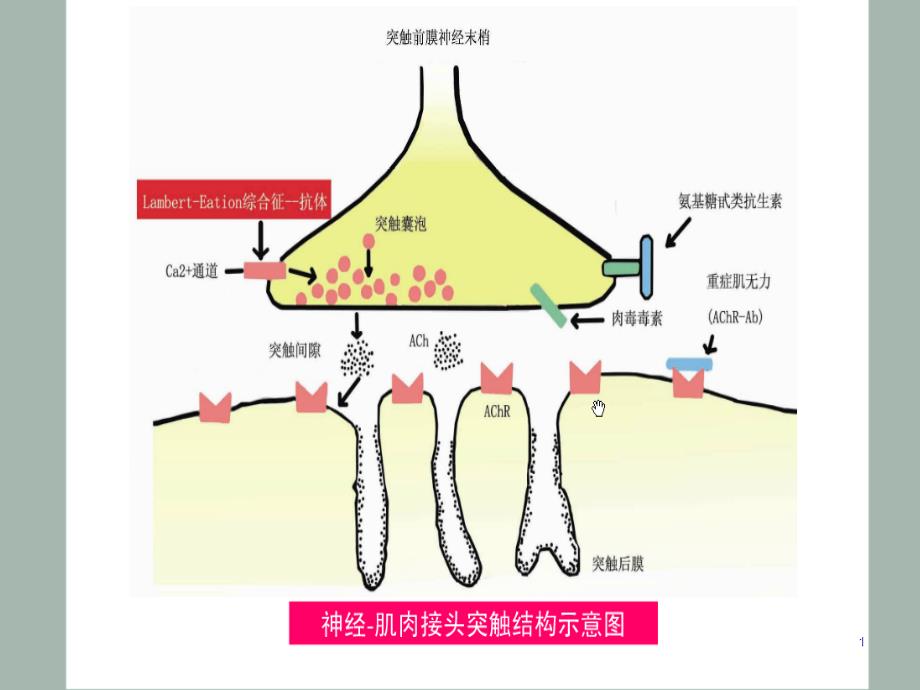 神经肌接头的兴奋传递与有机磷农药中毒的治疗完整版课件_第1页