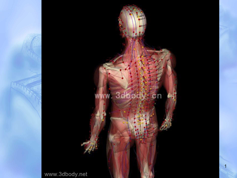 男子3d解剖图(全)-课件_第1页