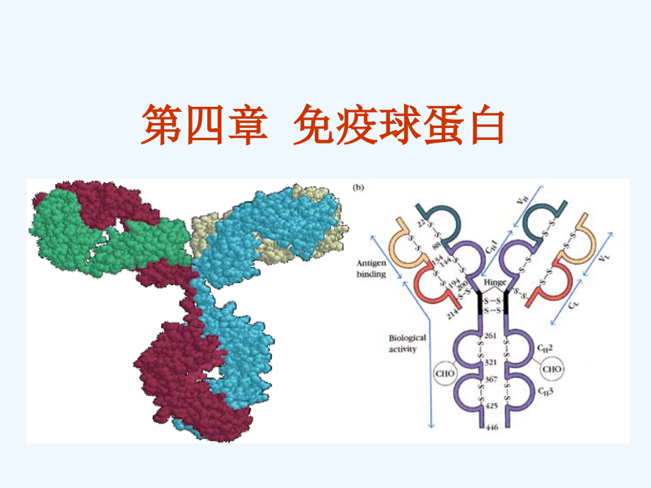 第四章--免疫球蛋白课件_第1页