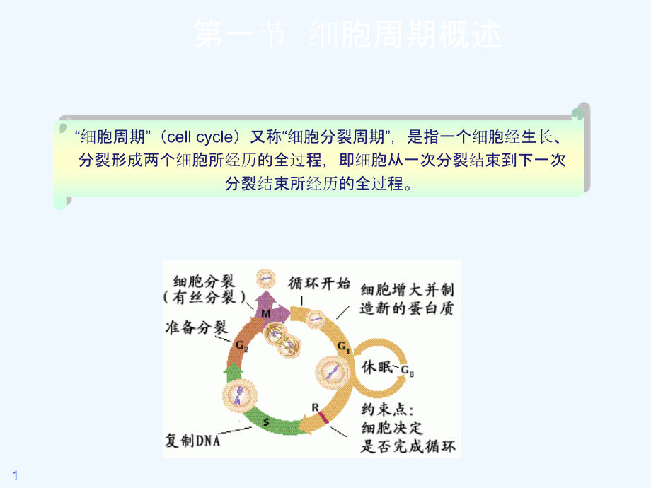 细胞增值调控与肿瘤的分子基础课件_第1页