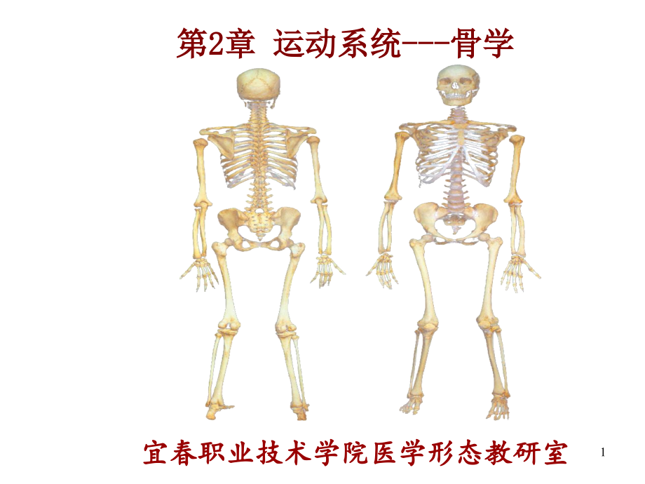 系统解剖学第2章-运动系统--骨学课件_第1页
