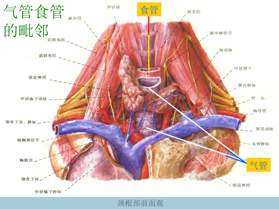 气管食管培训课件_第1页