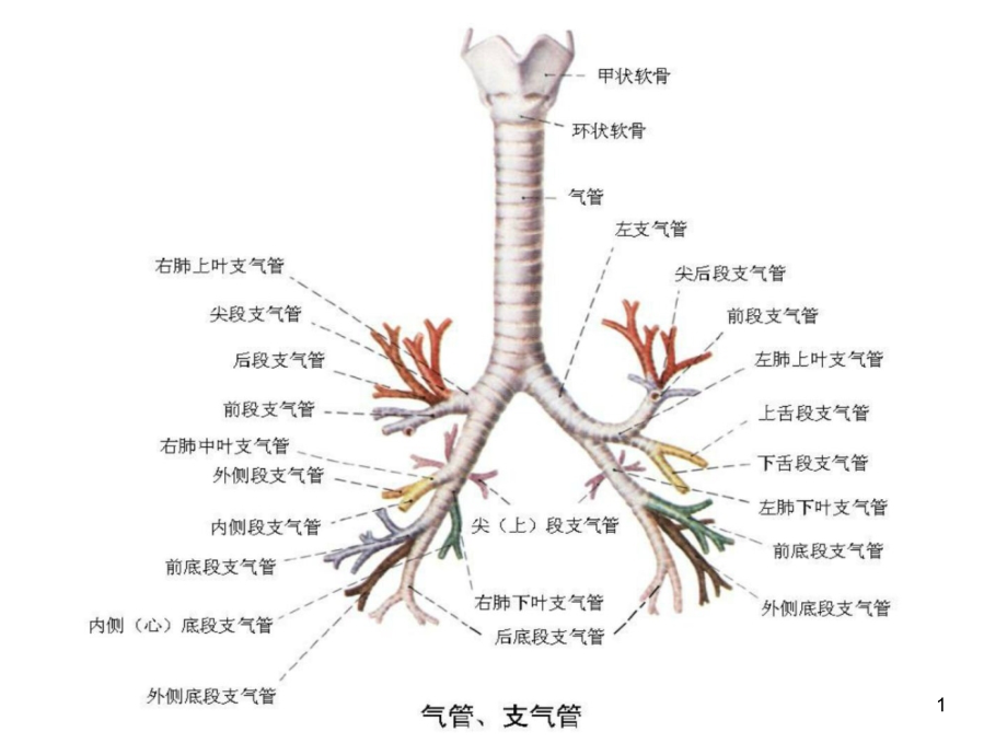 纤支镜图谱ppt【最经典纤维支气管镜图谱】课件_第1页